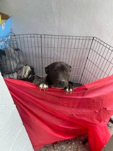 A young medium-sized male Mixed Breed dog named Jett for adoption in West Palm Beach, FL