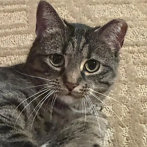 An adult medium-sized female Domestic Short Hair cat named Frankie for adoption in Des Moines, IA