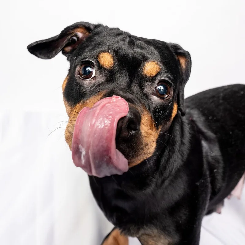 Prim Rose thumbnail 2