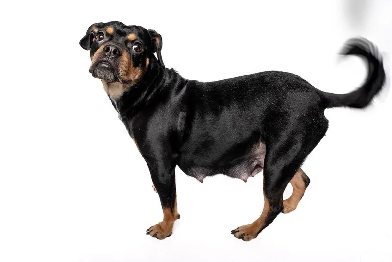 Prim Rose thumbnail 4