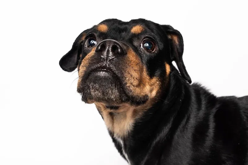 Prim Rose thumbnail 5