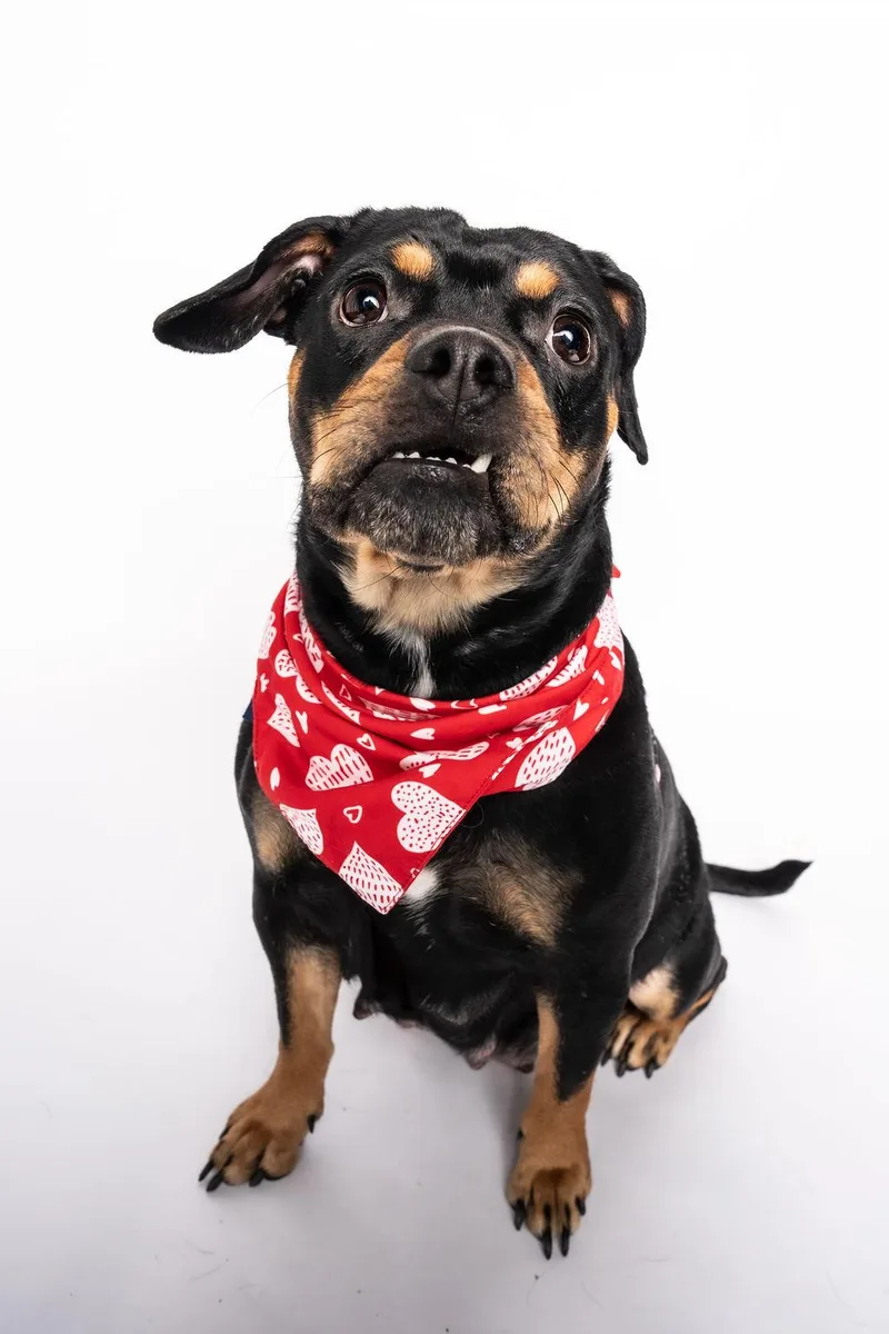 Prim Rose thumbnail 6