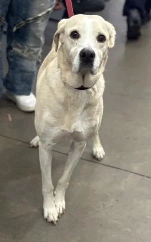 An adult large-sized male Mixed Breed dog named Aizen for adoption in Dallas, TX
