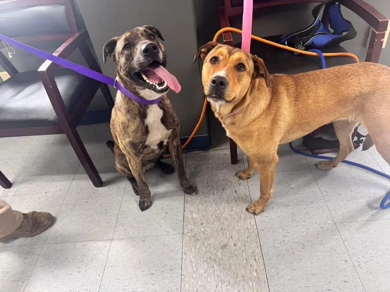 An adult medium-sized female Brindle Mixed Breed dog named Floki & Legetha for adoption in Elizabethtown, NC