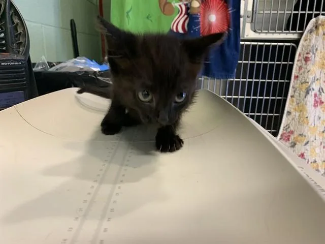 A baby small-sized female Domestic Short Hair cat named Alabaster for adoption in Grand Prairie, TX