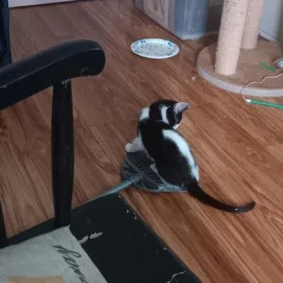 A baby small-sized male Black Domestic Short Hair cat named Peppie for adoption in Edwardsville, IL
