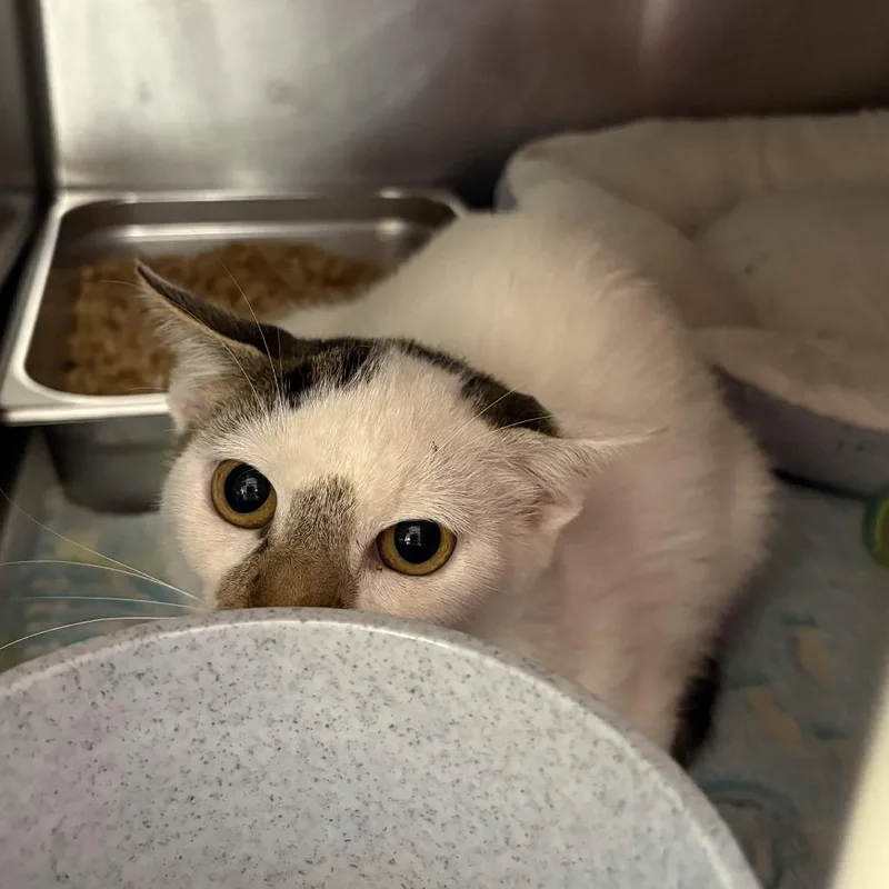 A young medium-sized male White Domestic Short Hair cat named Stewie for adoption in Beaumont, TX