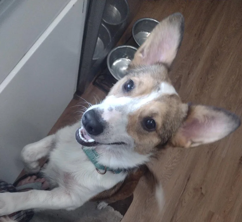 An adult medium-sized female Corgi dog named Zoey Mae for adoption in Brooklyn Center, MN