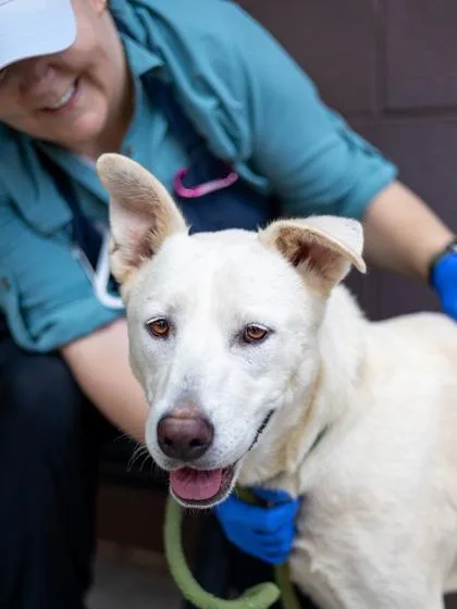 An adult large-sized female Mixed Breed dog named Ethyl for adoption in Chamblee, GA