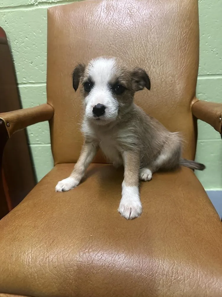 A baby medium-sized female White / Cream Terrier dog named Roxanne for adoption in Irwin, PA