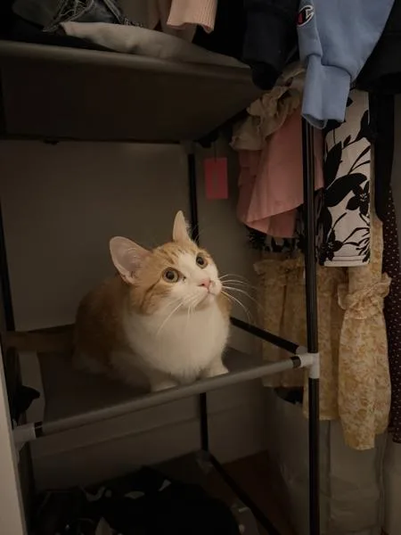 An adult large-sized male Domestic Short Hair cat named Pachi for adoption in New York, NY