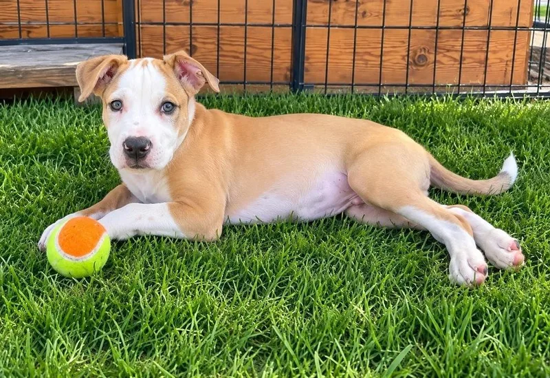 A baby medium-sized male Terrier dog named Boss for adoption in Colorado Springs, CO