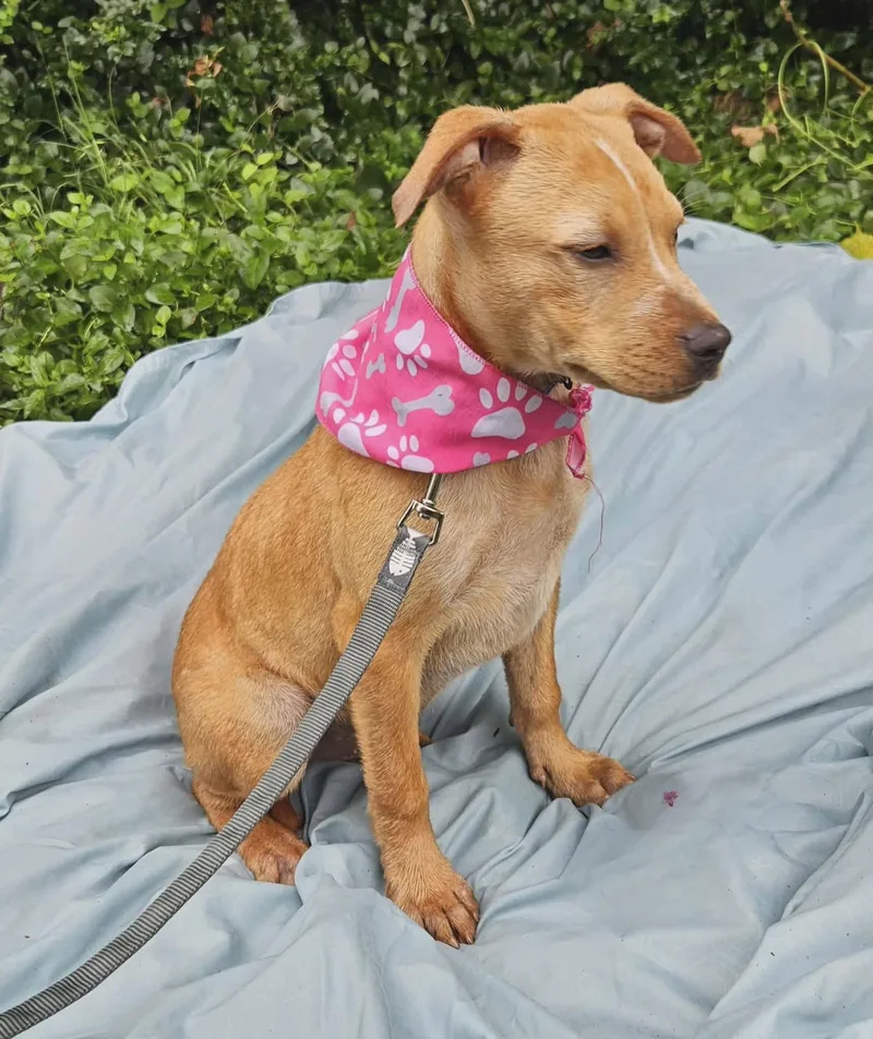 A baby medium-sized female Mixed Breed dog named Laxmi for adoption in Northwood, NH