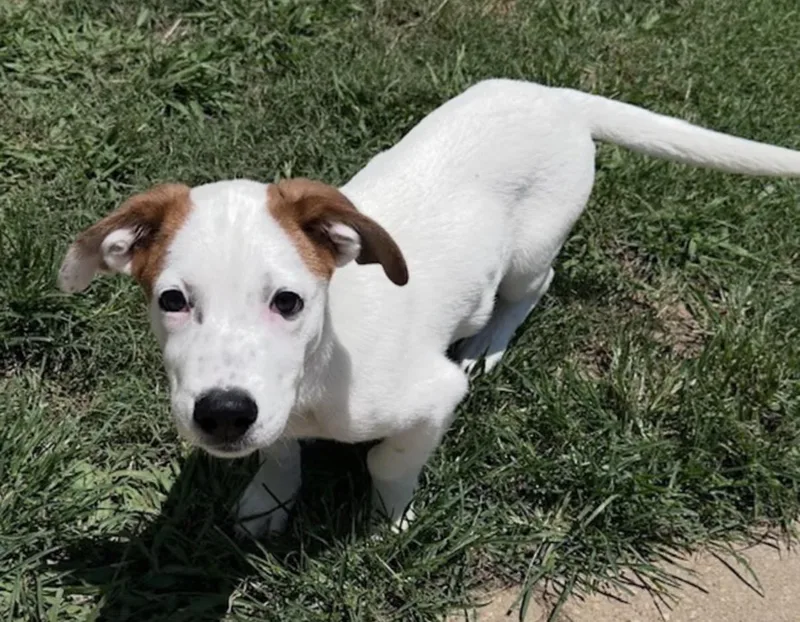 A baby medium-sized male White / Cream Australian Shepherd dog named Zippo for adoption in Watertown, CT