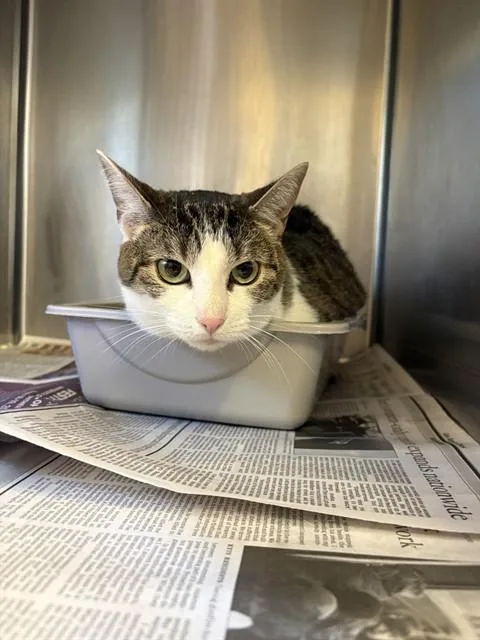 An adult medium-sized female Domestic Short Hair cat named Soya for adoption in Castaic, CA