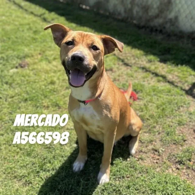 A young medium-sized female Pit Bull Terrier dog named Mercado for adoption in Huntsville, AL