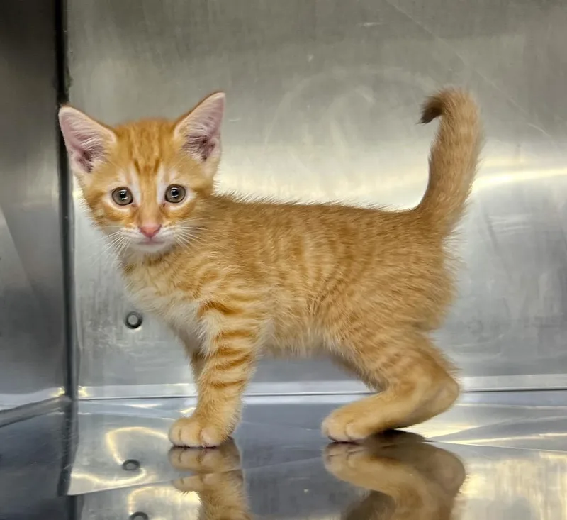 A baby medium-sized female Domestic Short Hair cat named Lori for adoption in Murray, KY