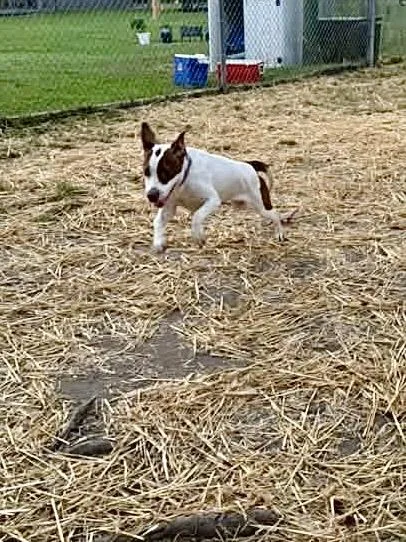 An adult medium-sized female White / Cream Pit Bull Terrier dog named Kylie for adoption in Chicago, IL