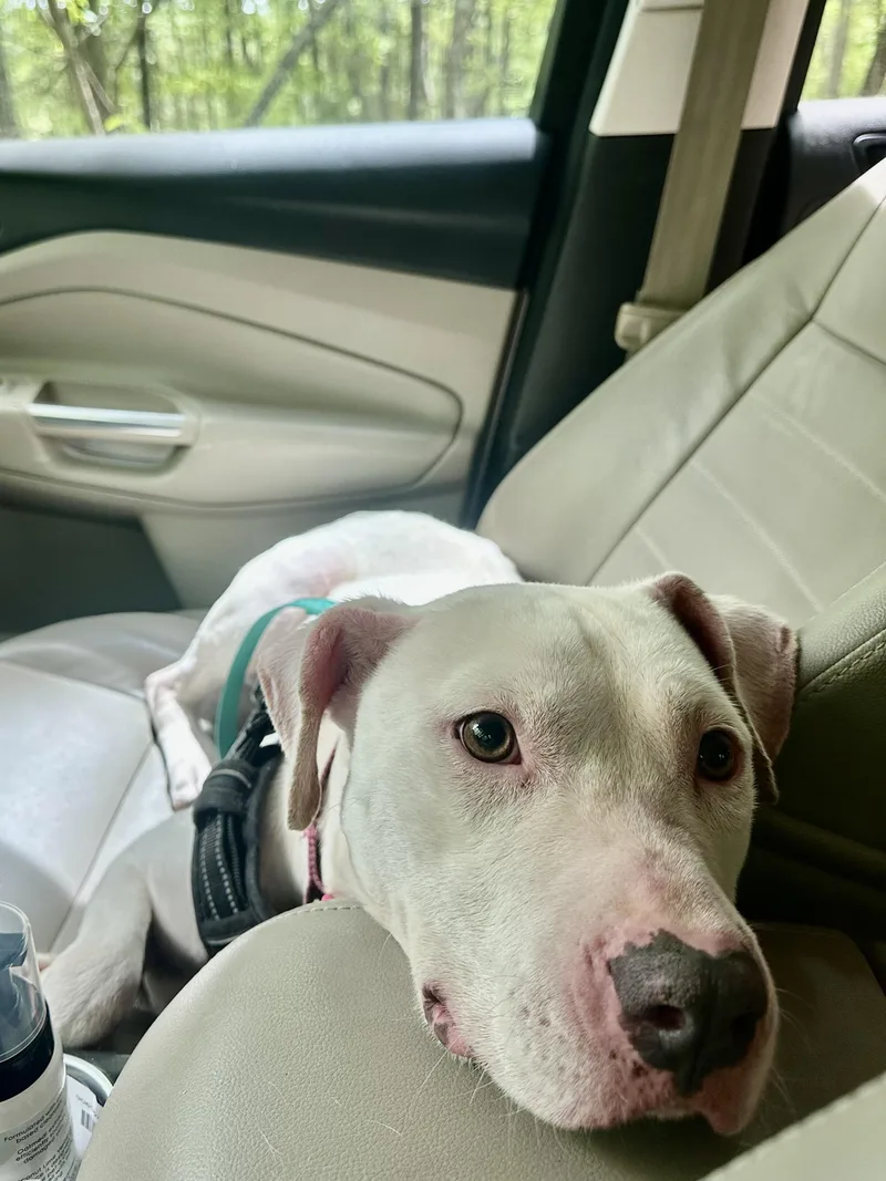 A young medium-sized female White / Cream American Staffordshire Terrier dog named Stevie for adoption in Leesville, SC