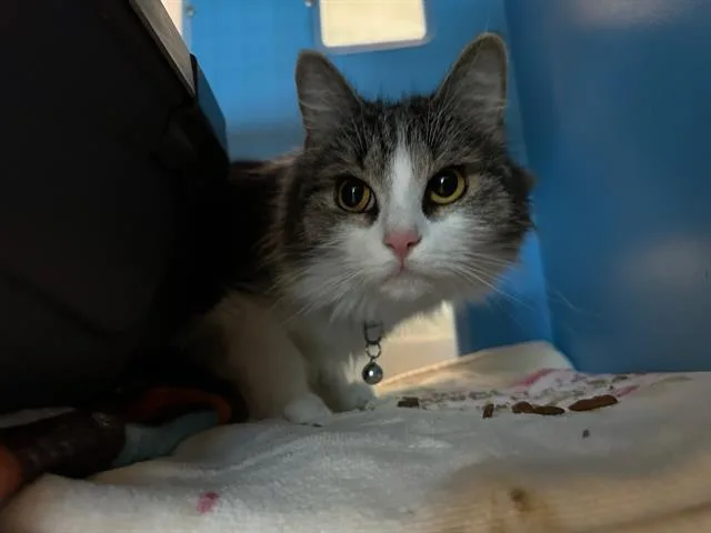 A young medium-sized female Domestic Medium Hair cat named Sticks for adoption in Boston, MA