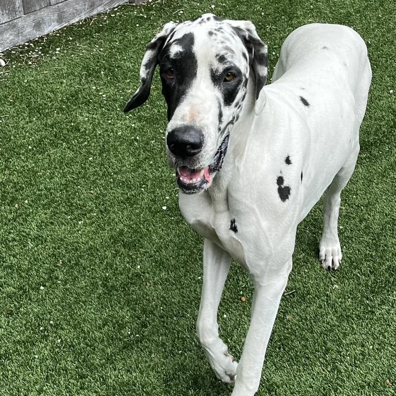 Darla