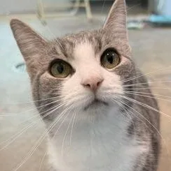 A young medium-sized female Tabby (Gray / Blue / Silver) Domestic Short Hair cat named Calmora for adoption in Ithaca, NY