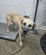 An adult medium-sized male Yellow / Tan / Blond / Fawn Mixed Breed dog named Clyde for adoption in New Iberia, LA