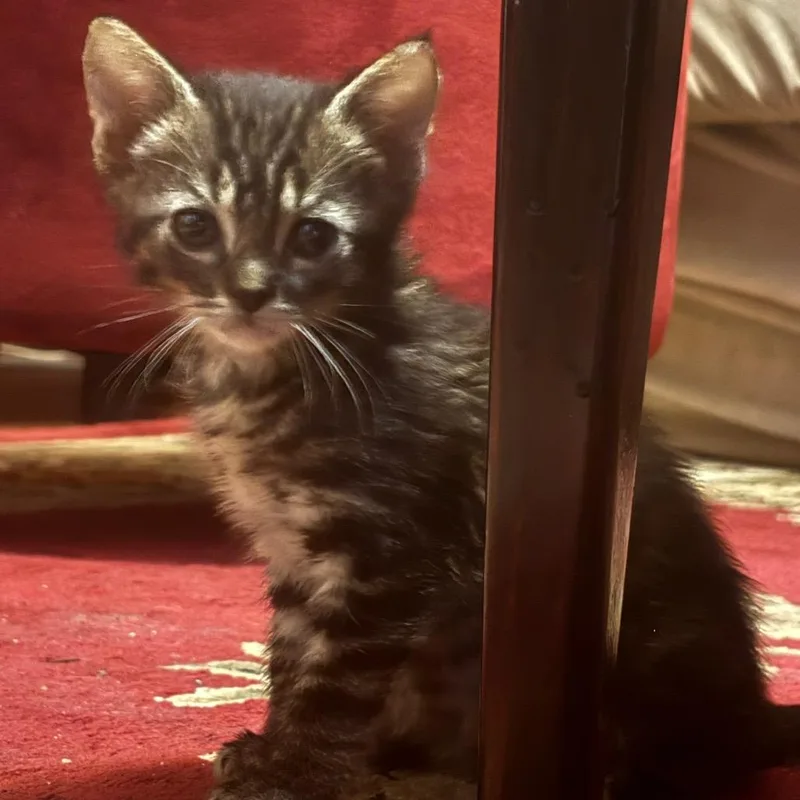 A baby small-sized male Brown / Chocolate Domestic Short Hair cat named Detective John Munch for adoption in Tacoma, WA