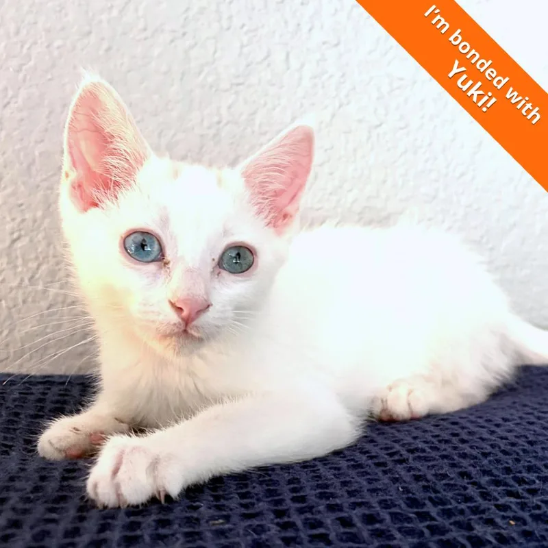 A baby small-sized female White Domestic Short Hair cat named Mochi for adoption in Pleasant Hill, CA