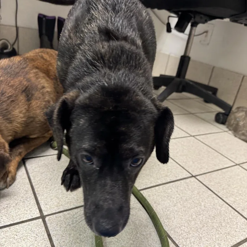 An adult medium-sized female Black Mixed Breed dog named Turkey for adoption in Charleston, WV