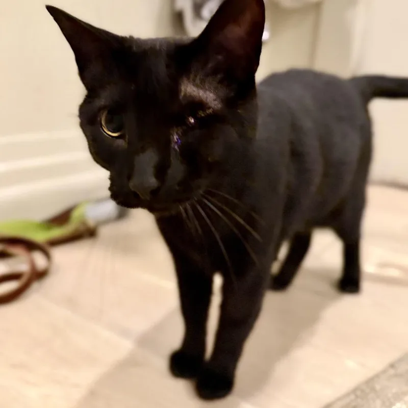 An adult medium-sized female Domestic Short Hair cat named Nova for adoption in Bountiful, UT