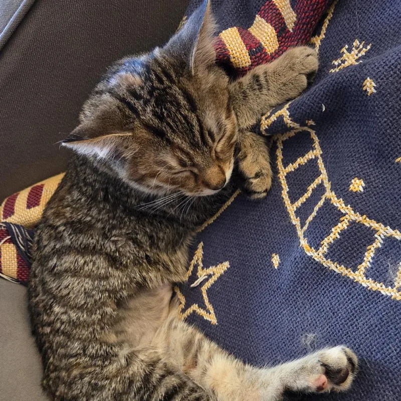 A baby small-sized female Torbie Domestic Short Hair cat named Lisbern for adoption in St. Paul, MN