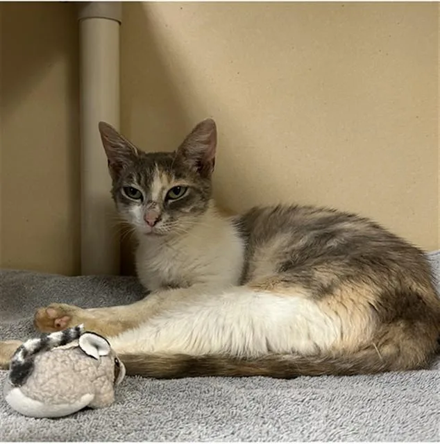 A young medium-sized female Domestic Short Hair cat named Ivory for adoption in Lincolnton, NC