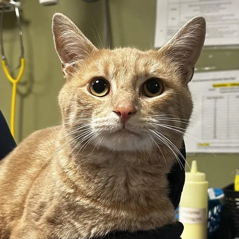 A young medium-sized male Orange / Red Domestic Short Hair cat named Garden for adoption in Baltimore, MD