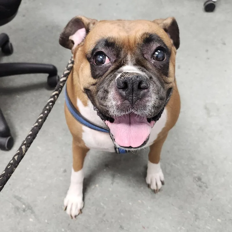 An adult extra large-sized female Yellow / Tan / Blond / Fawn Boxer dog named Zoyie for adoption in Tampa, FL