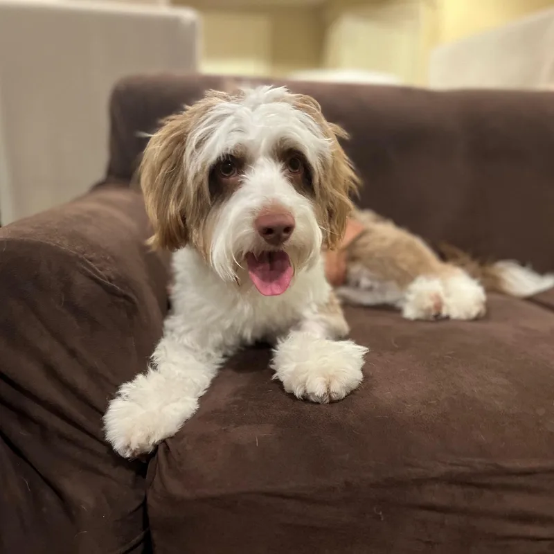 A young small-sized male Aussiedoodle dog named Madden for adoption in Brooklyn, NY