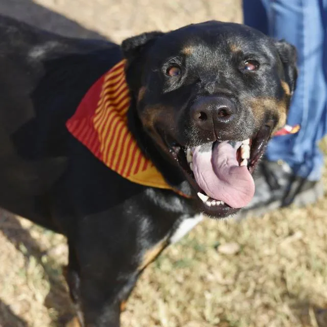 A young medium-sized male Black Rottweiler dog named Atlas for adoption in Huntington, NY