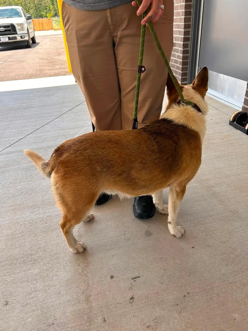 A young medium-sized male Tricolor (Brown, Black, & White) Mixed Breed dog named Banjo for adoption in Manchester, TN