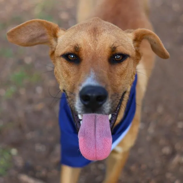 A young medium-sized male Terrier dog named Skip for adoption in San Antonio, TX