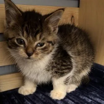A baby small-sized female Domestic Medium Hair cat named Marilyn Monroe for adoption in Cumming, GA
