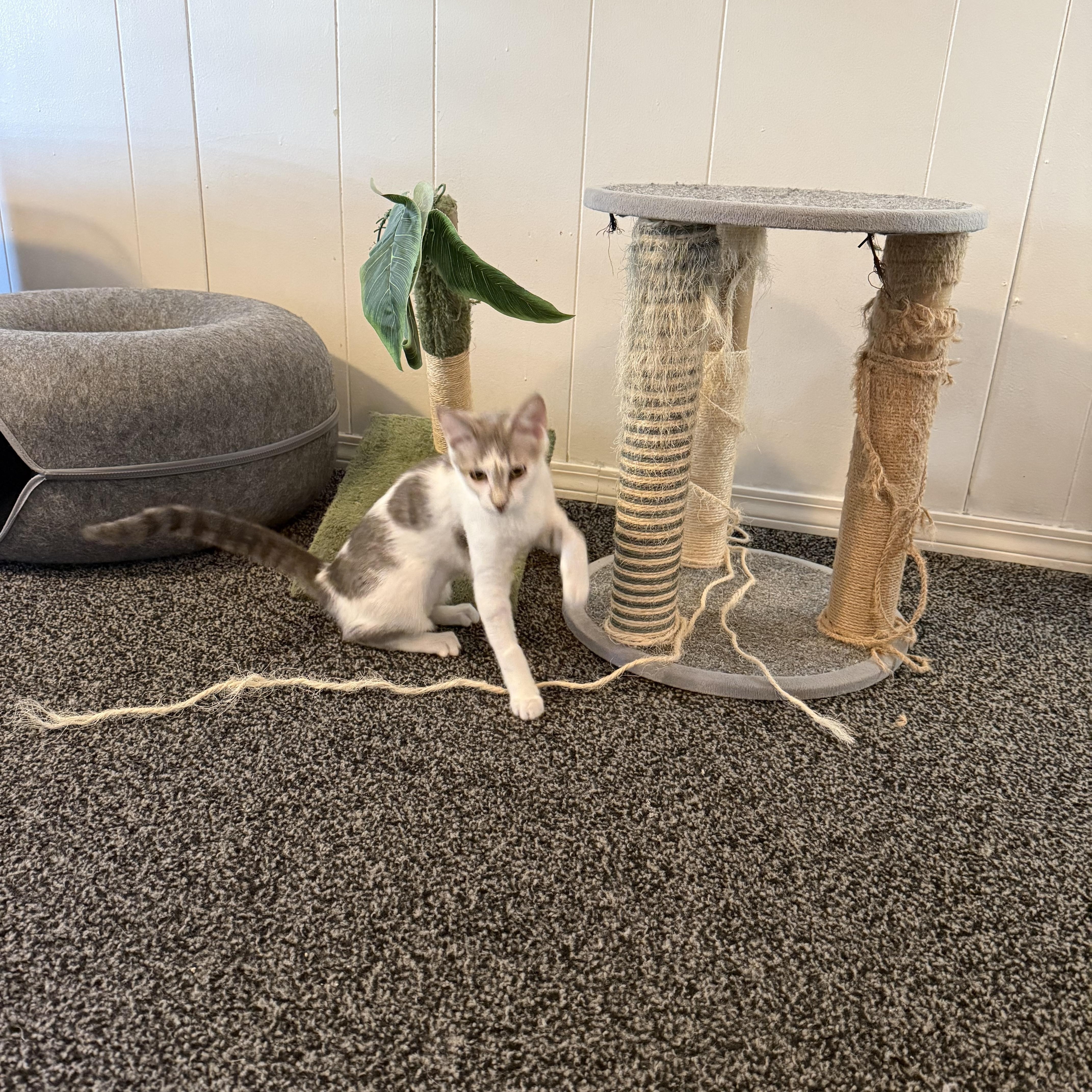 A young medium-sized female Tabby (Gray / Blue / Silver) Domestic Short Hair cat named Arcadia for adoption in Roseville, MN