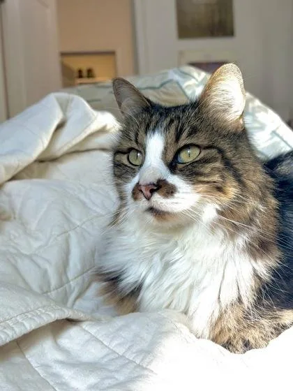 Mordecai thumbnail 2