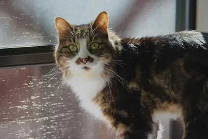 Mordecai thumbnail 3