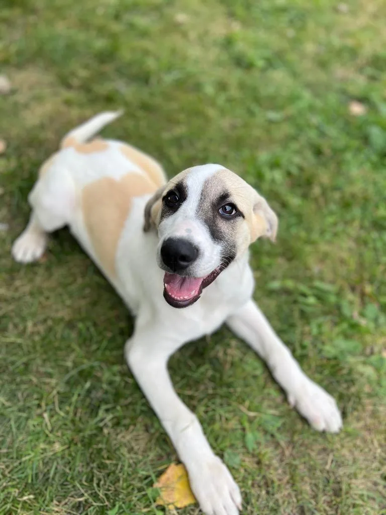 A baby large-sized female Hound dog named Aoli for adoption in Hudson, NY