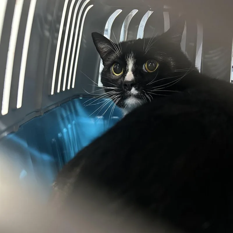 An adult small-sized male Black Domestic Short Hair cat named Blanket for adoption in Newark, NJ