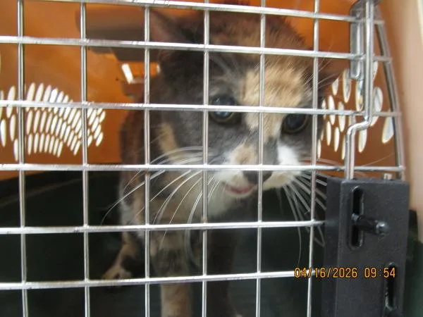 A senior small-sized female Domestic Short Hair cat named Trinity for adoption in Marietta, GA