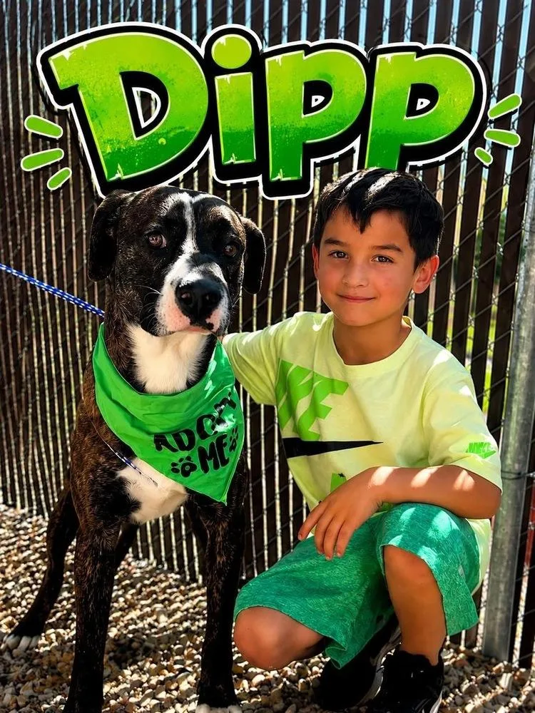 Dipp thumbnail 2