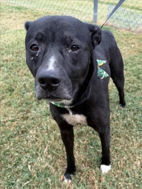An adult large-sized male Pit Bull Terrier dog named Hunter for adoption in Tulsa, OK