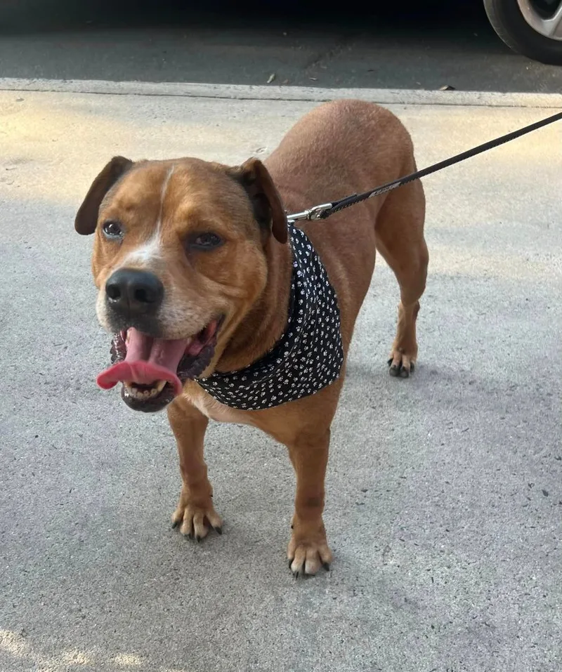 Franklin thumbnail 3