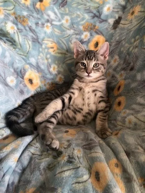 A baby small-sized male Domestic Short Hair cat named Vinnie for adoption in Fairfield, CA